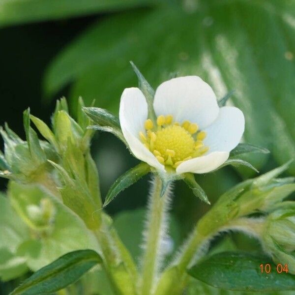 Fragaria viridis 其他