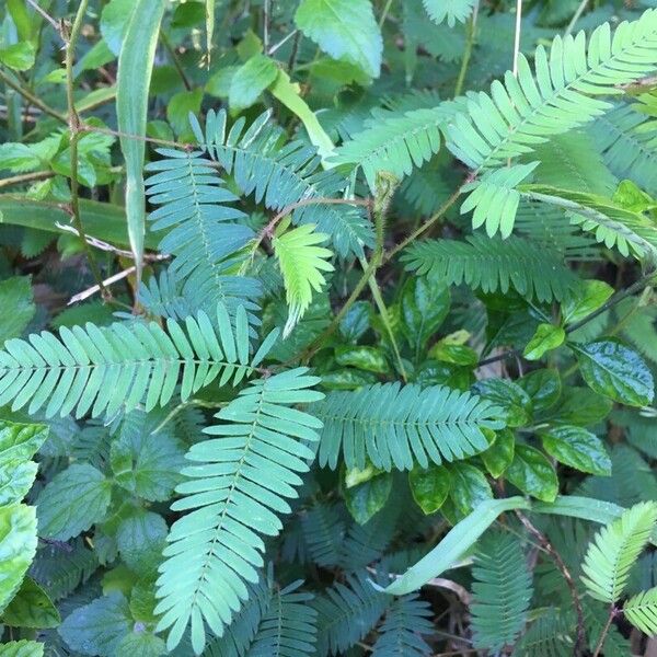 Mimosa pudica Ліст