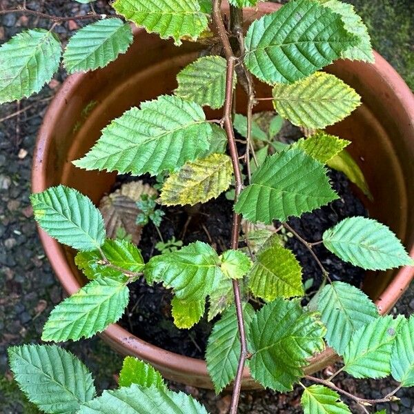 Carpinus caroliniana Frunză