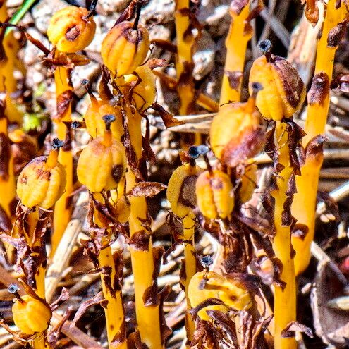 Monotropa hypopitys Levél