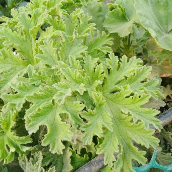 Pelargonium citronellum Blad