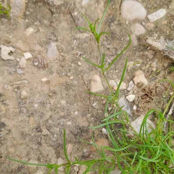 Spergularia diandra Leaf