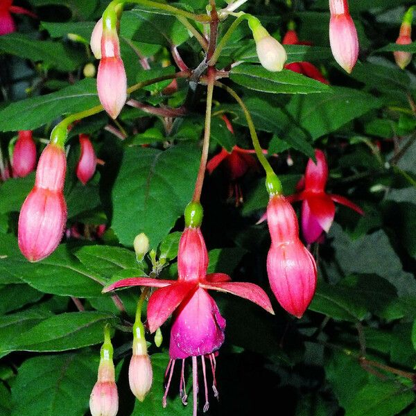 Fuchsia magellanica Характер