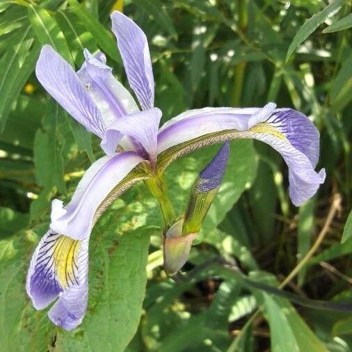 Iris virginica Virág