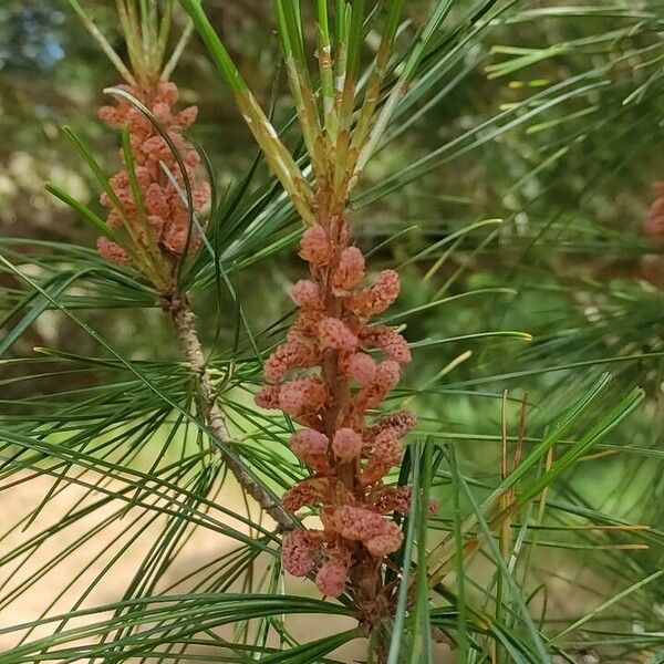 Pinus koraiensis Floare