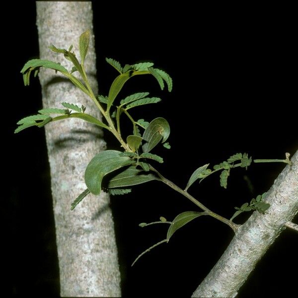 Acacia koa Leaf