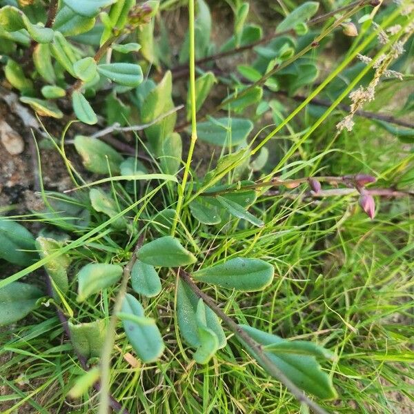 Talinum portulacifolium ഇല