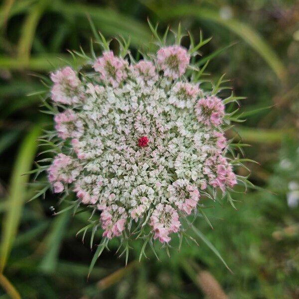 Visnaga daucoides 花