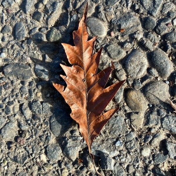 Quercus cerris Blad