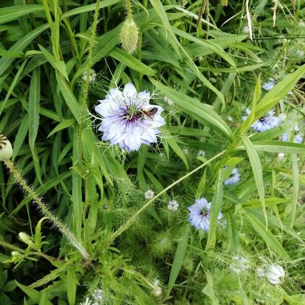 Nigella sativa 花