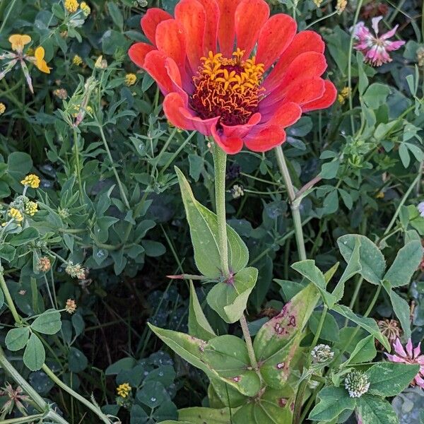 Zinnia elegans Hábito