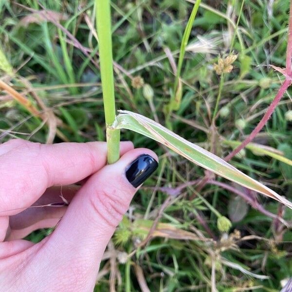 Avena sterilis Blad