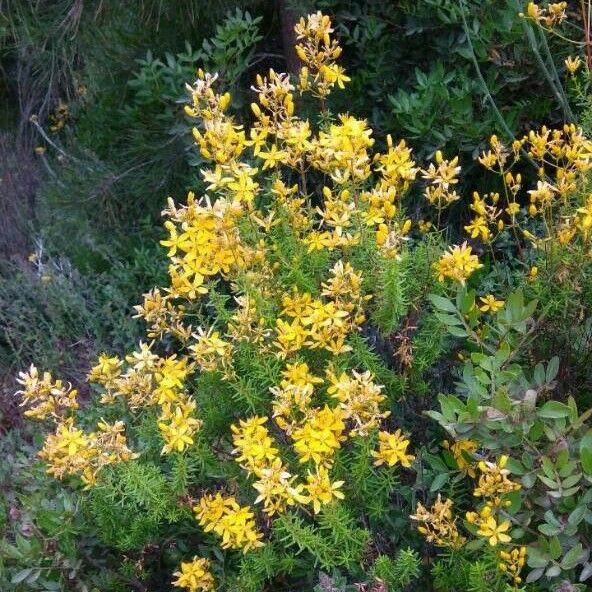 Hypericum empetrifolium Fleur