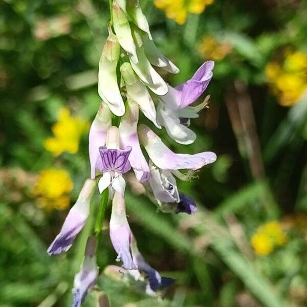 Vicia biennis Floare