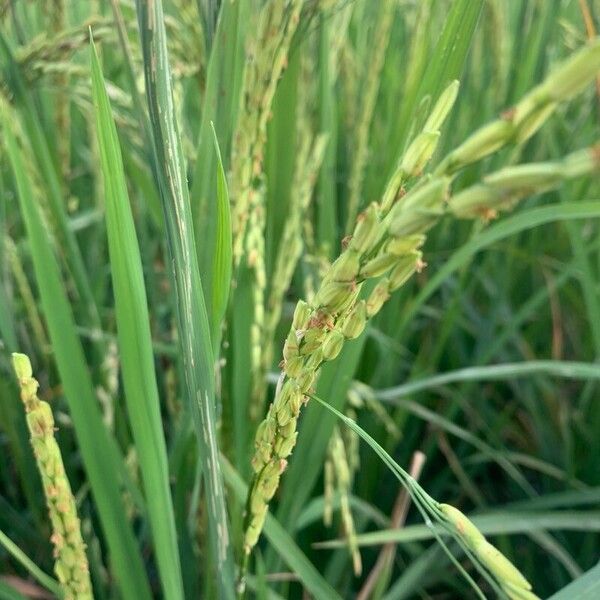 Oryza sativa পাতা