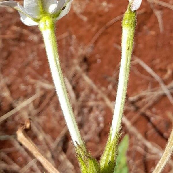 Nicotiana longiflora Virág