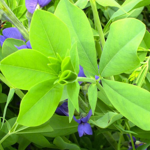 Baptisia australis برگ