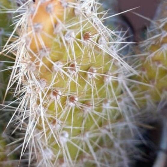 Opuntia polyacantha Leht