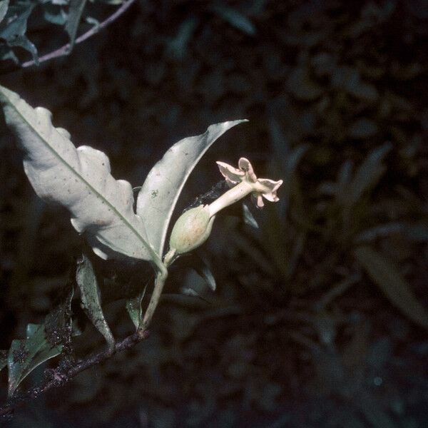 Brunfelsia guianensis Fruchs