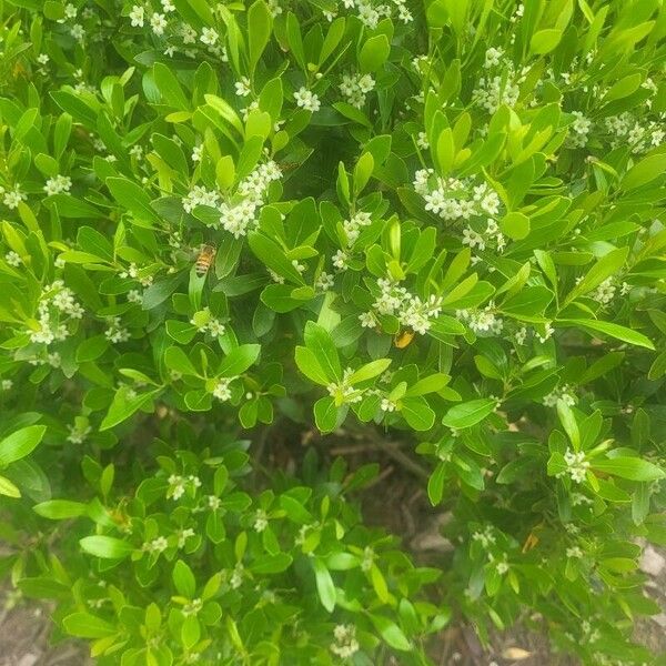 Ilex glabra Blomma