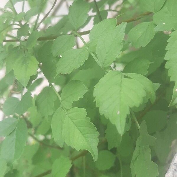 Tecomaria capensis برگ