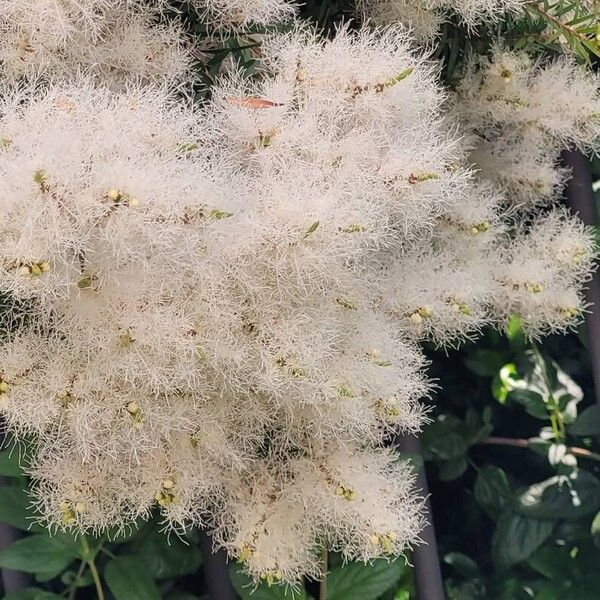 Melaleuca linariifolia Virág