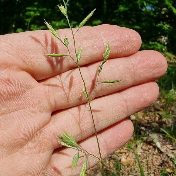 Festuca rubra Blomma