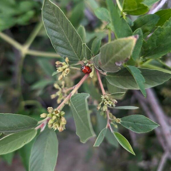 Frangula californica Leaf