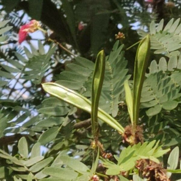 Calliandra surinamensis Fruct