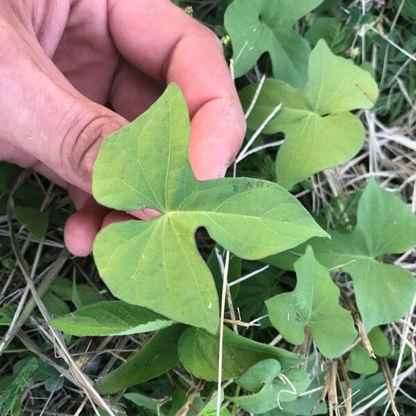 Ipomoea cordatotriloba List