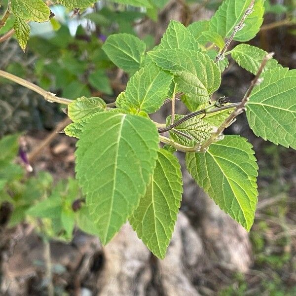 Salvia guaranitica Fuelha