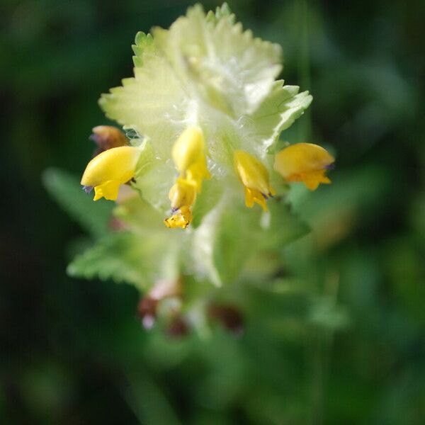 Rhinanthus minor Flower