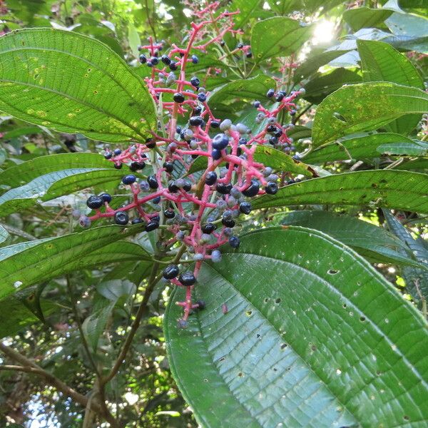 Miconia affinis Folha