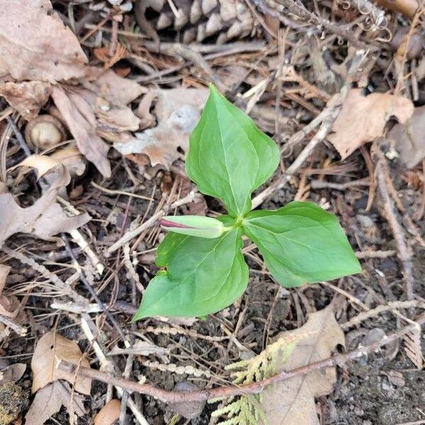 Trillium erectum Fiore