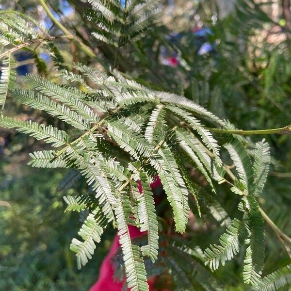 Acacia parramattensis Leaf