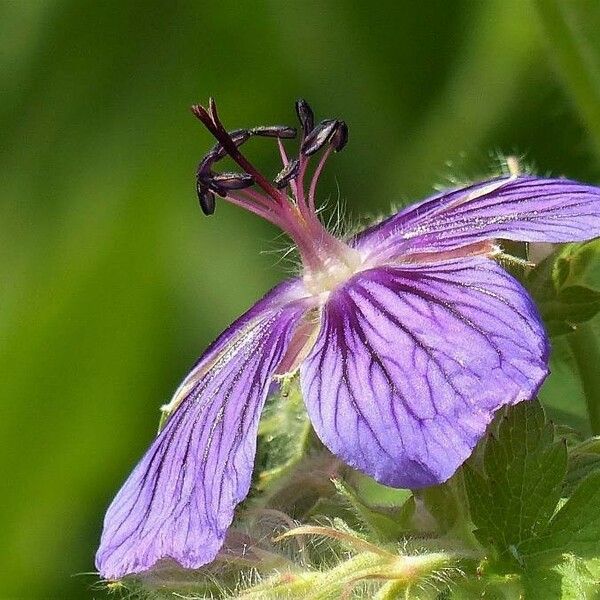 Geranium ibericum Kukka