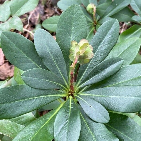 Euphorbia amygdaloides Листок