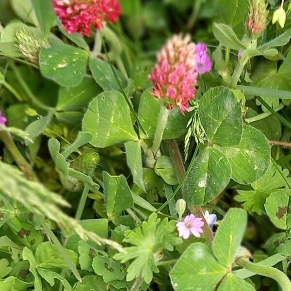 Trifolium incarnatum Лист