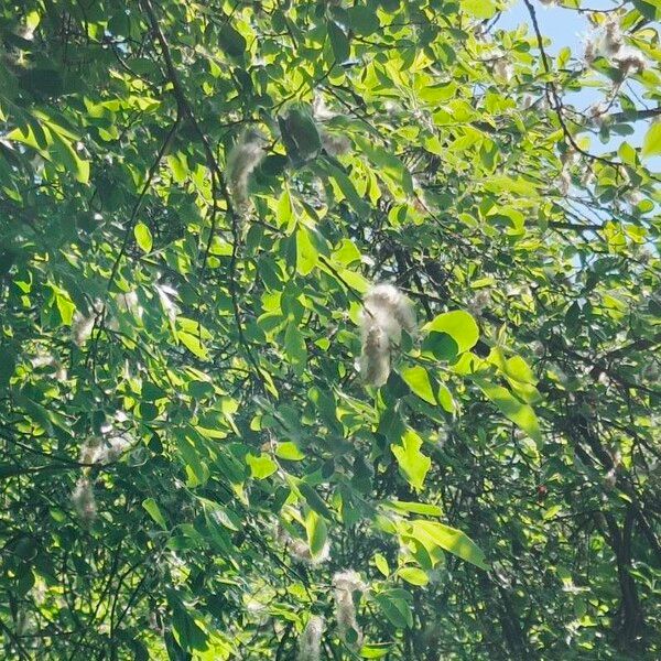 Salix hastata Hábito