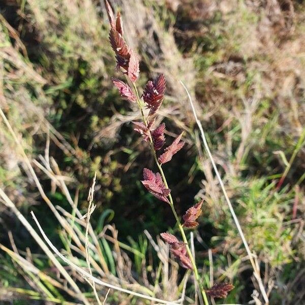 Eragrostis superba Flower