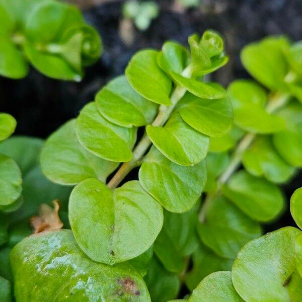 Lysimachia nummularia ᱥᱟᱠᱟᱢ