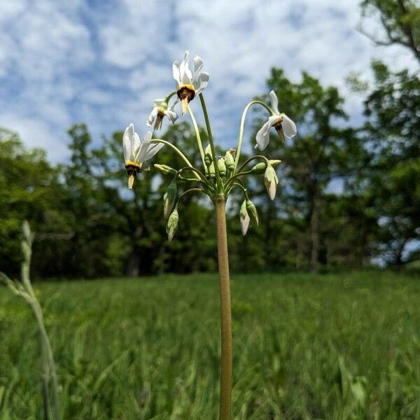 Dodecatheon meadia Flower