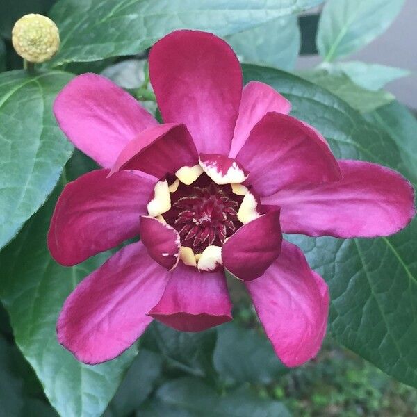 Calycanthus floridus Flower