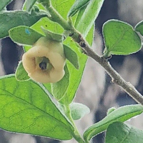 Diospyros texana Flower