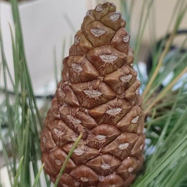 Pinus halepensis Flower