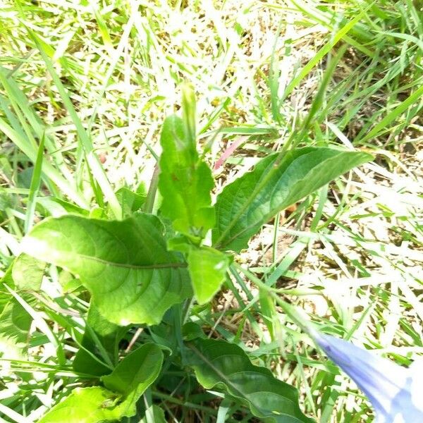 Ruellia tuberosa Blatt