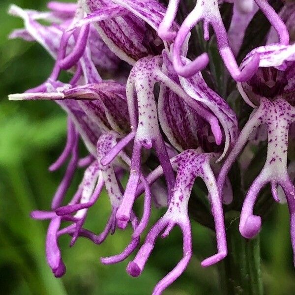 Orchis simia Květ