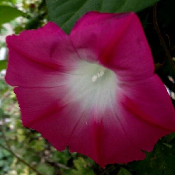 Ipomoea purpurea Lorea