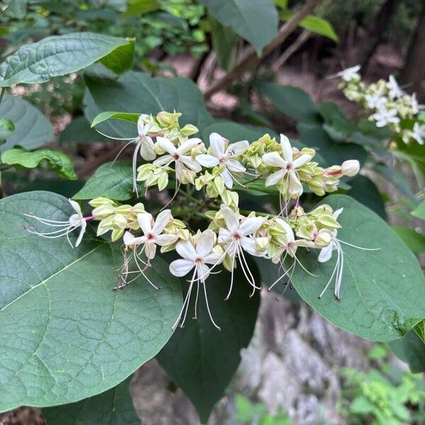 Clerodendrum trichotomum Flower