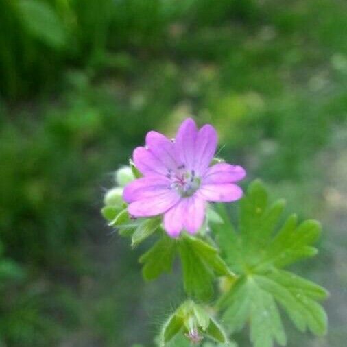 Geranium molle Flor